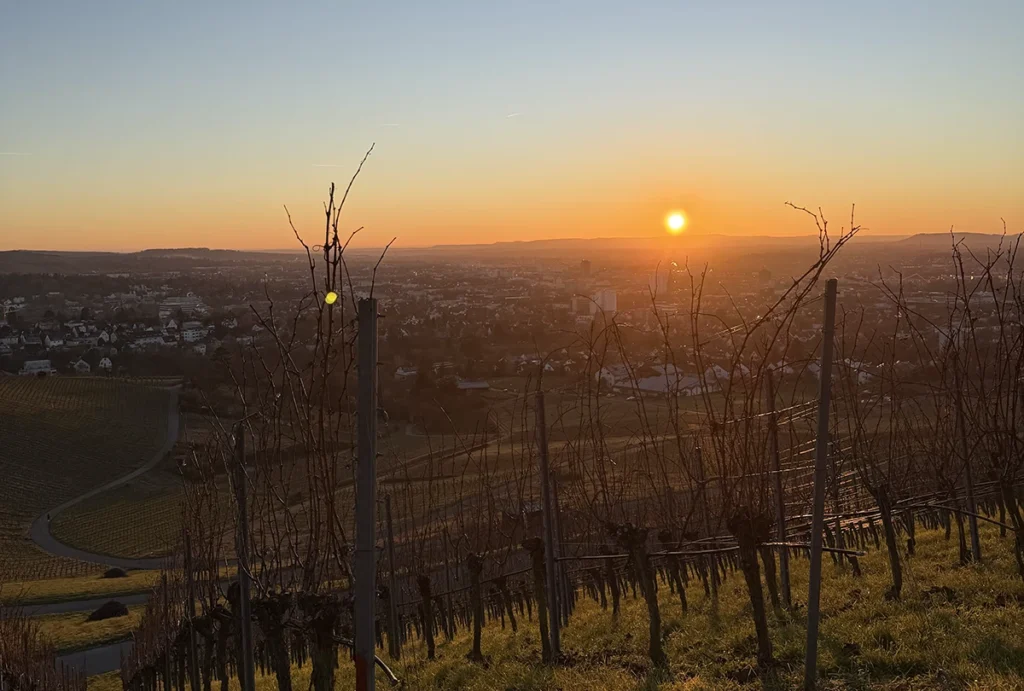 Sonnenuntergang in den Weinbergen von Mainfranken
